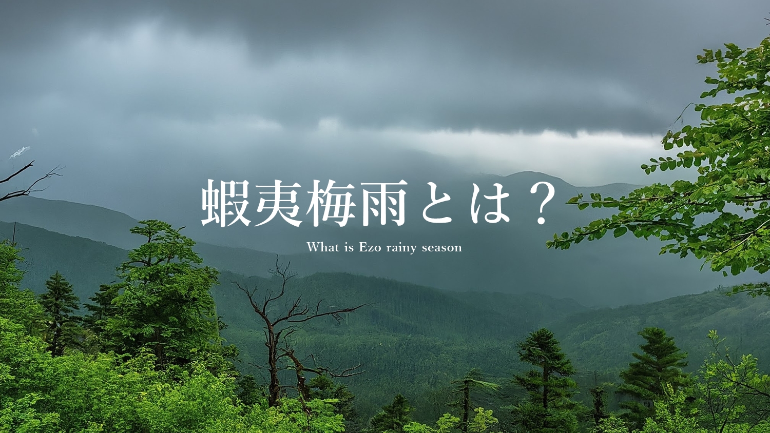 蝦夷梅雨とは？北海道の梅雨の特異性とその影響